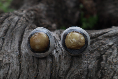 Dry Preserved Bobcat Eyeballs