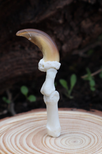 Gray Wolf Finger Articulation in Glass Dome