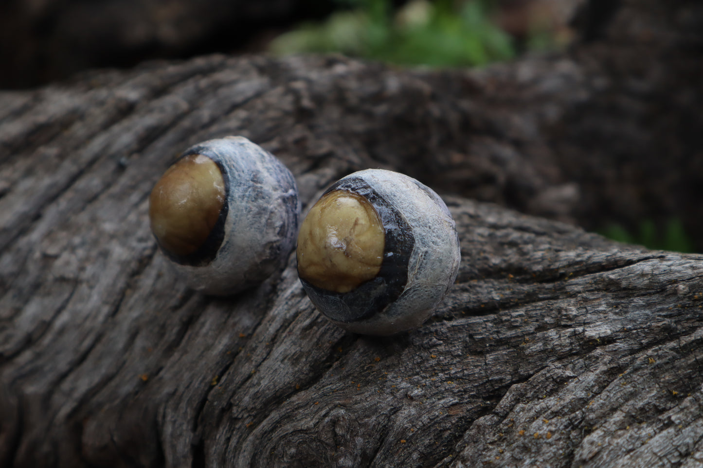 Dry Preserved Bobcat Eyeballs