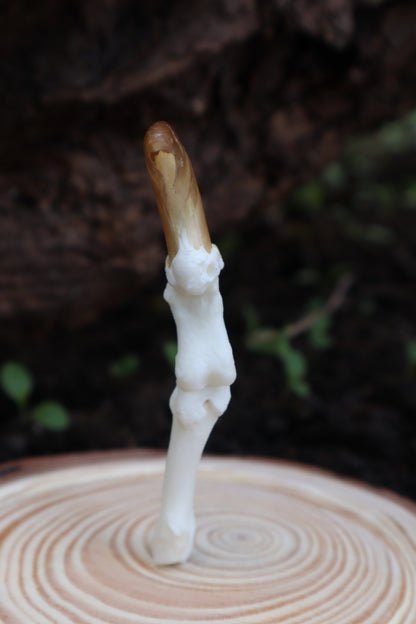Gray Wolf Finger Articulation in Glass Dome