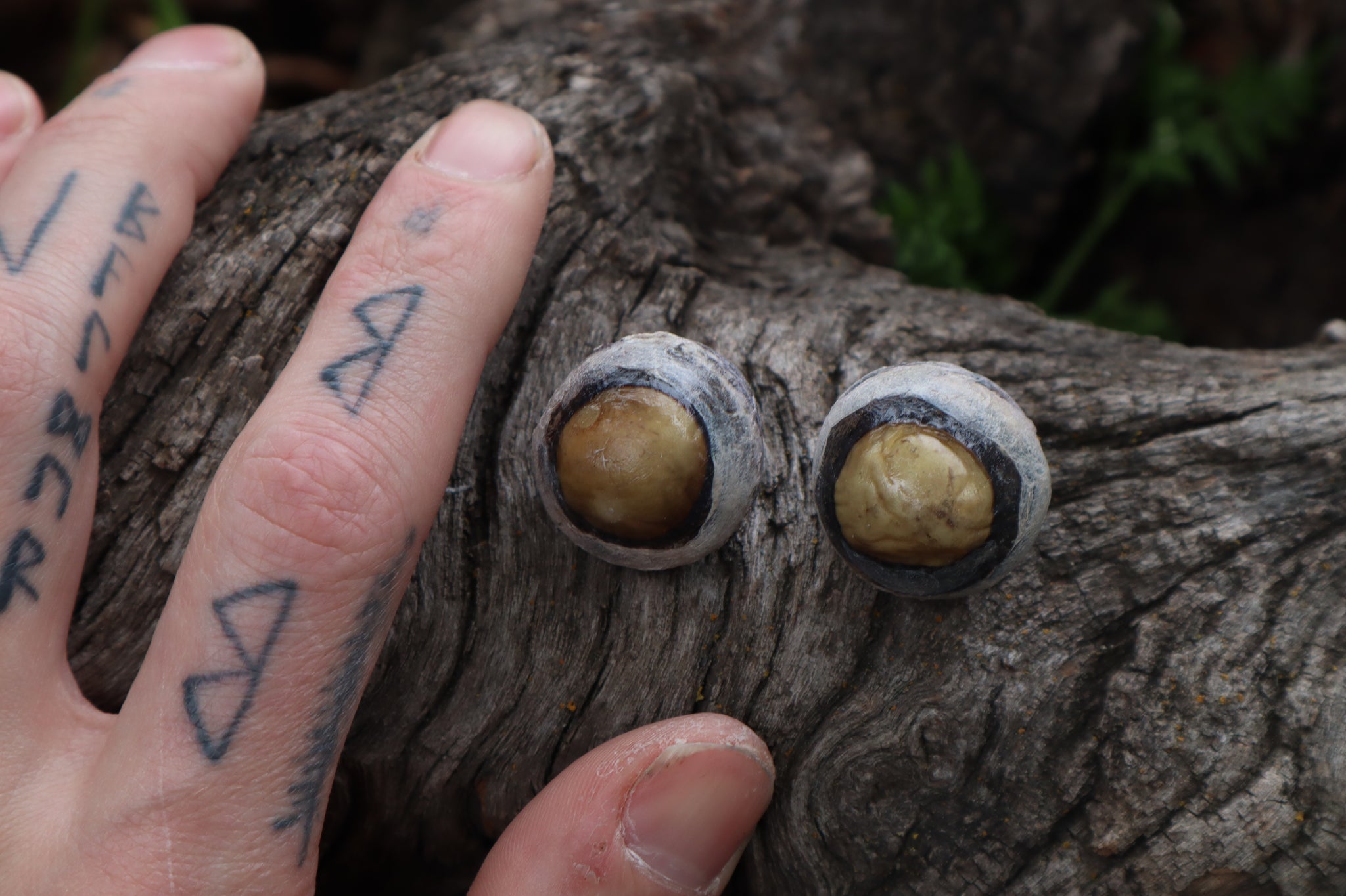 Dry Preserved Bobcat Eyeballs