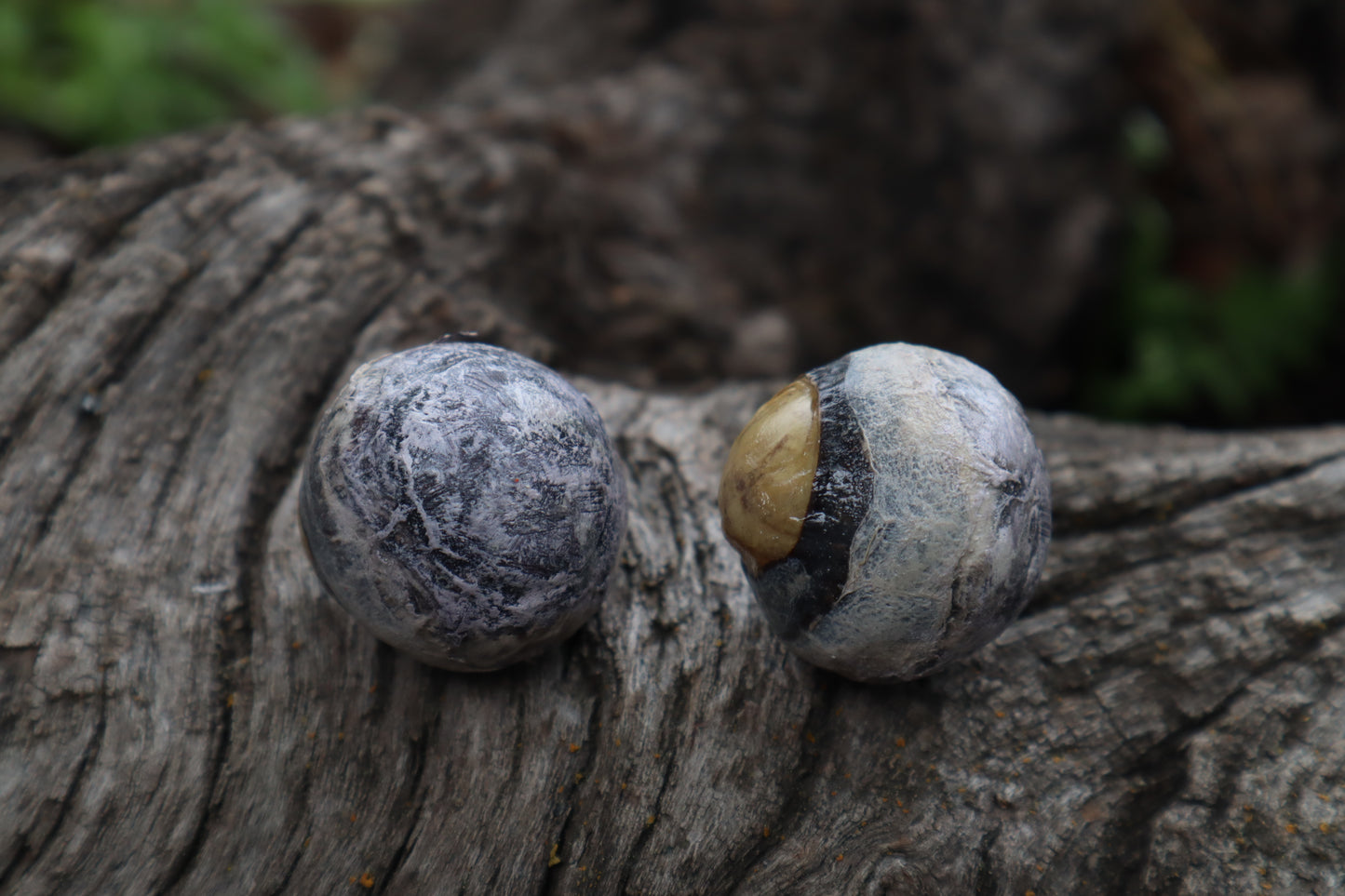 Dry Preserved Bobcat Eyeballs