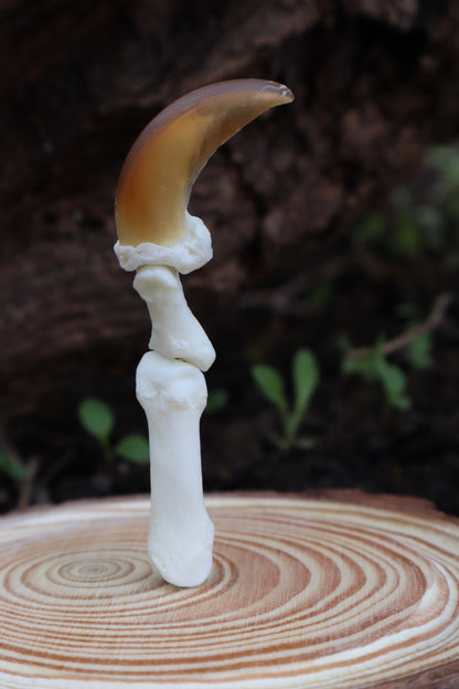Gray Wolf Finger Articulation in Glass Dome