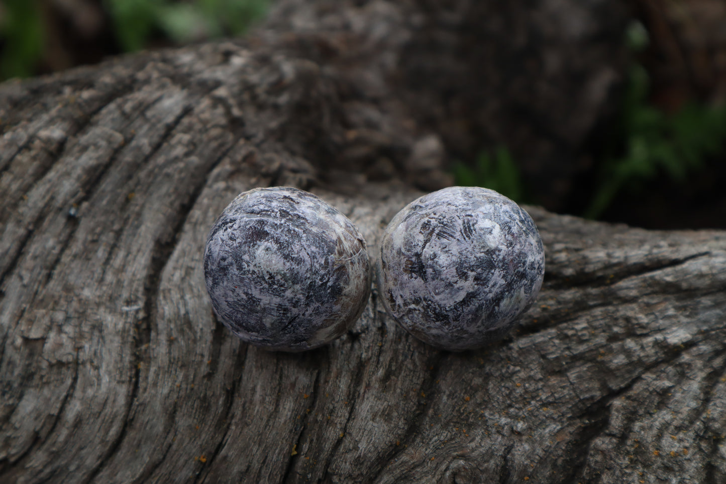 Dry Preserved Bobcat Eyeballs