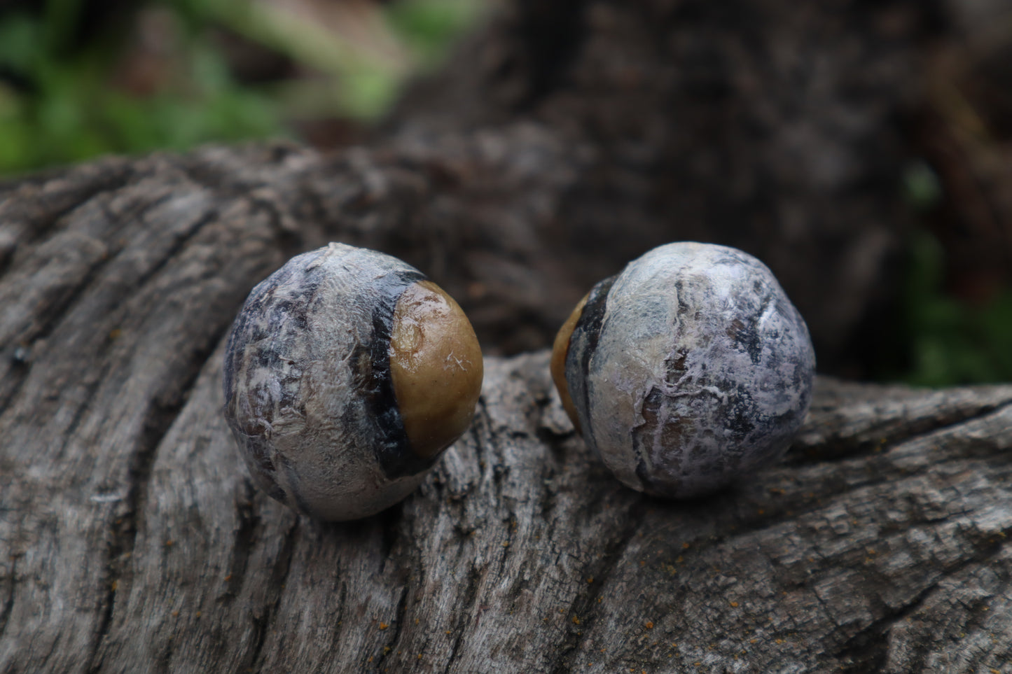 Dry Preserved Bobcat Eyeballs