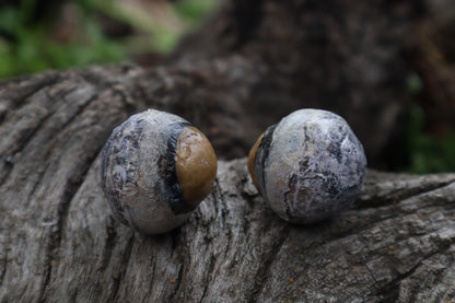 Dry Preserved Bobcat Eyeballs