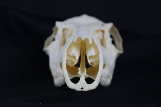 Whitetail Doe Skull