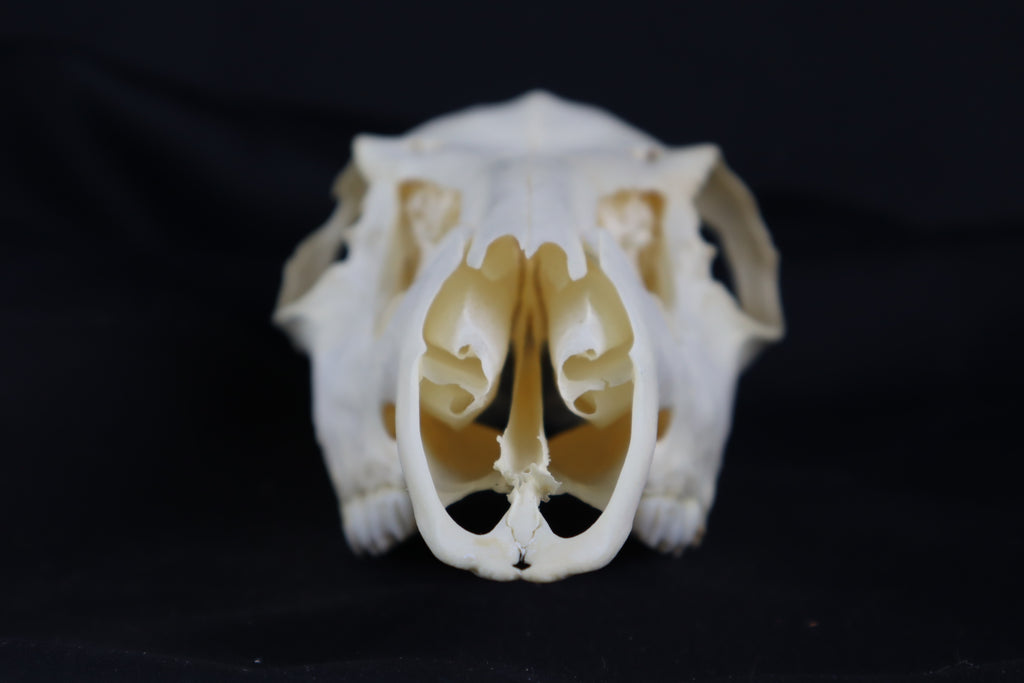 Whitetail Doe Skull