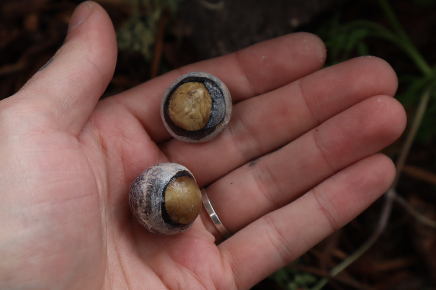 Dry Preserved Bobcat Eyeballs