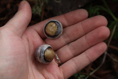 Dry Preserved Bobcat Eyeballs