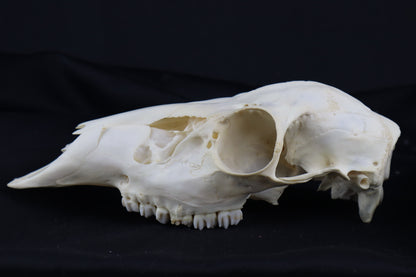 Whitetail Doe Skull