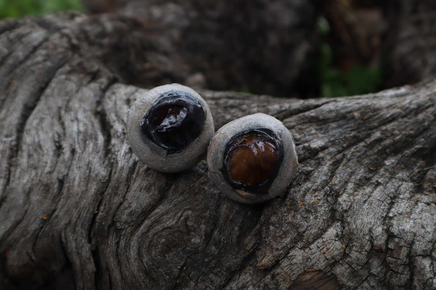 Dry Preserved Bobcat Eyeballs