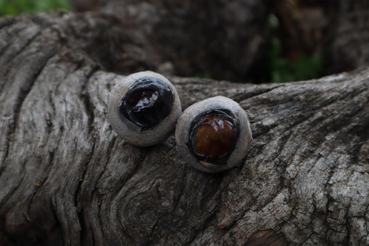 Dry Preserved Bobcat Eyeballs