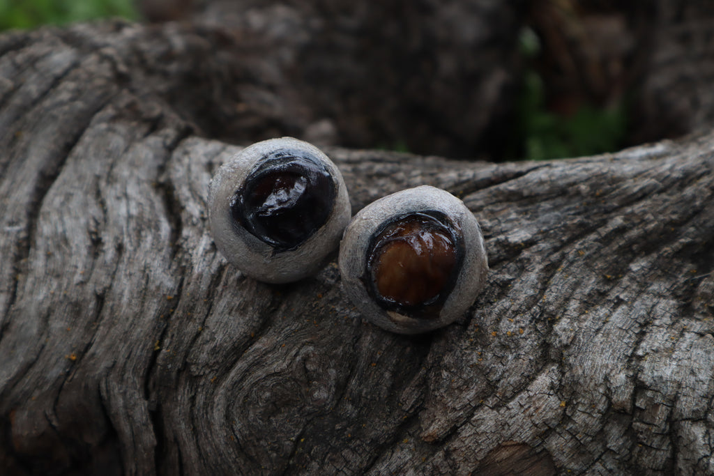 Dry Preserved Bobcat Eyeballs