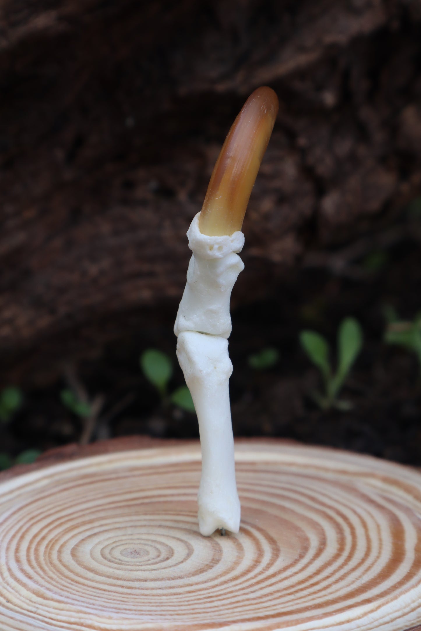 Gray Wolf Finger Articulation in Glass Dome
