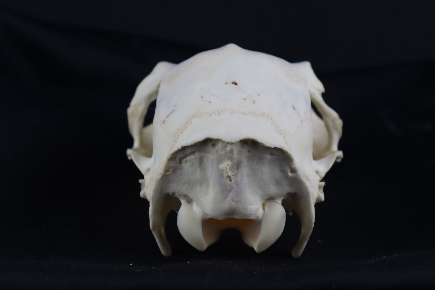 Whitetail Doe Skull