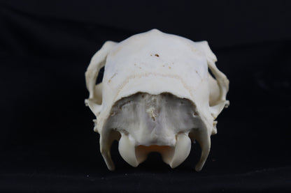 Whitetail Doe Skull