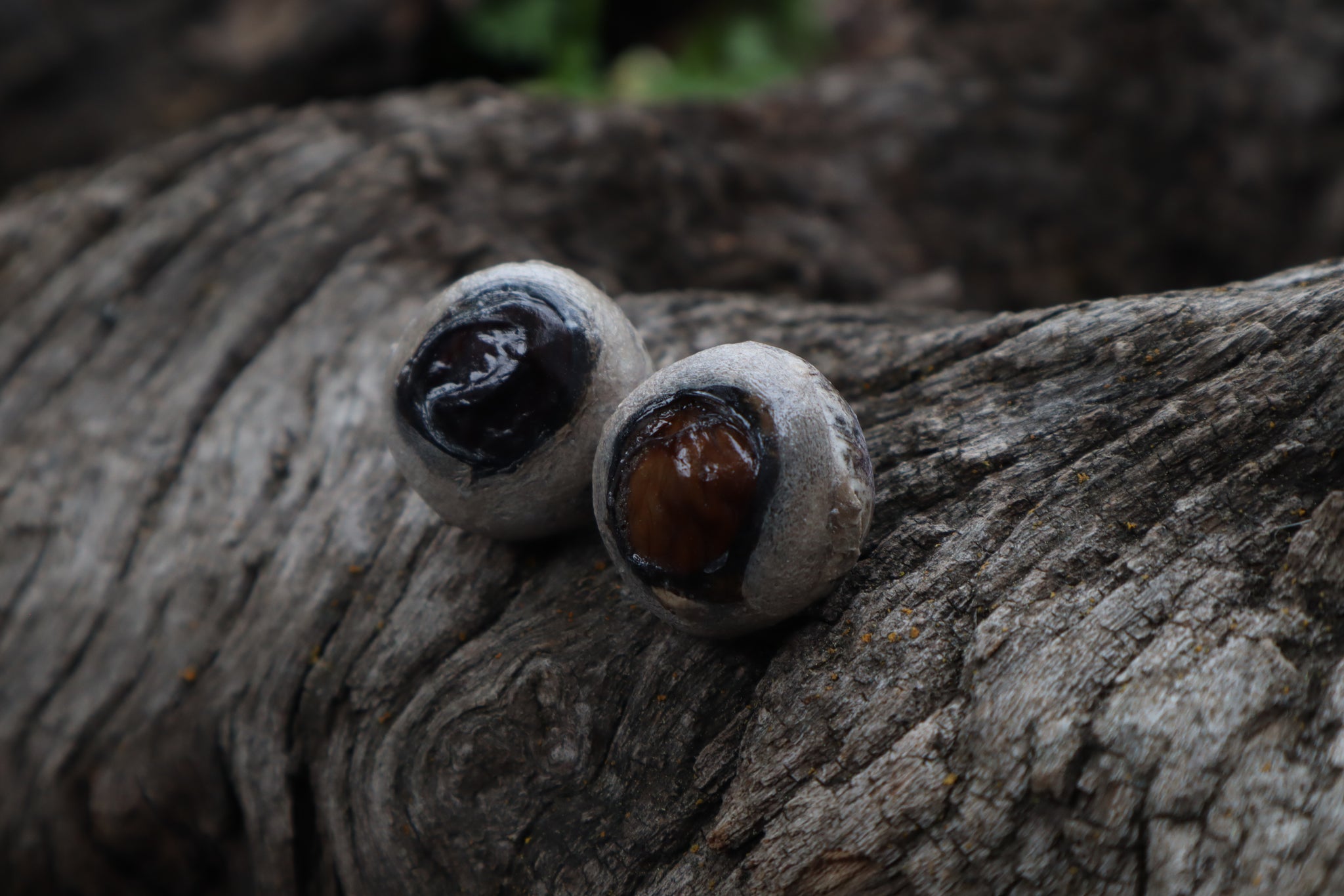 Dry Preserved Bobcat Eyeballs