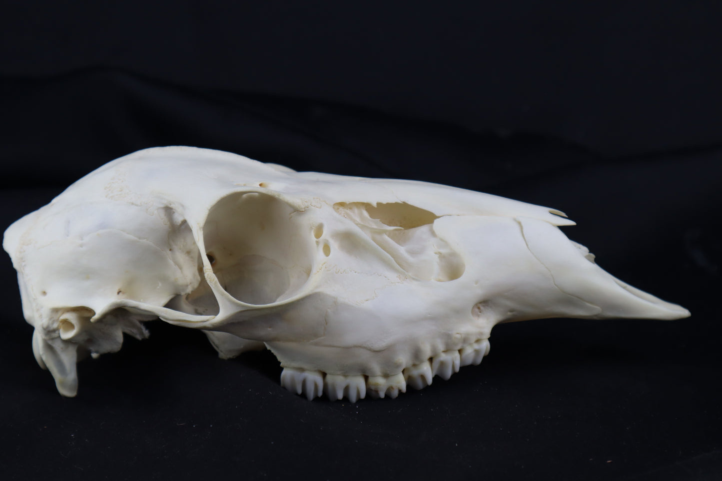 Whitetail Doe Skull