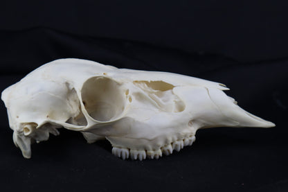 Whitetail Doe Skull