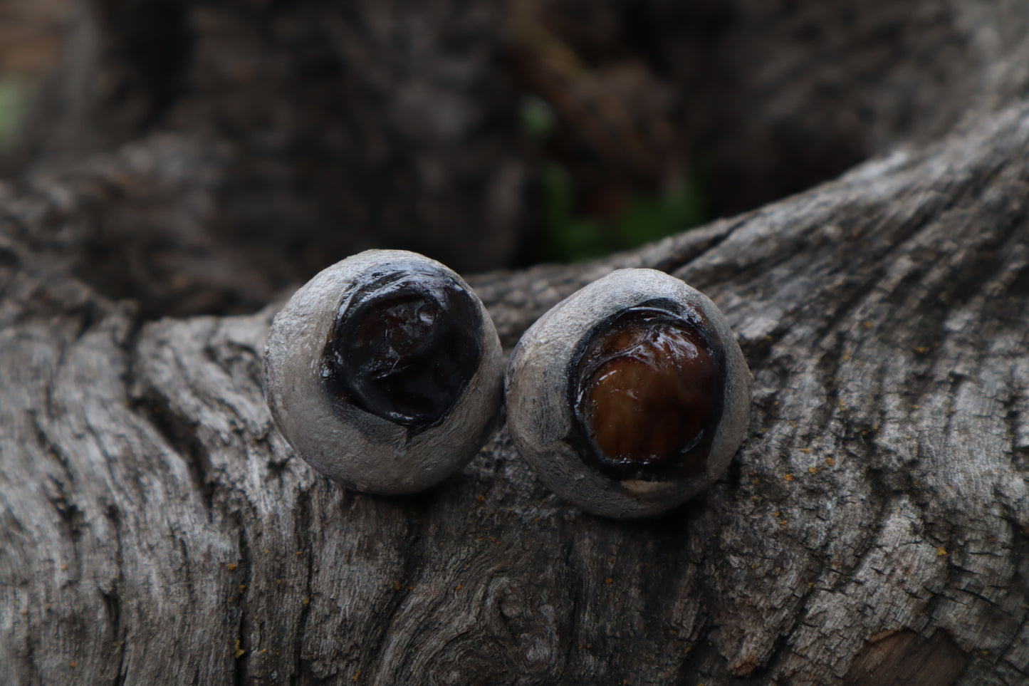 Dry Preserved Bobcat Eyeballs