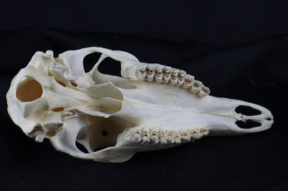 Whitetail Doe Skull
