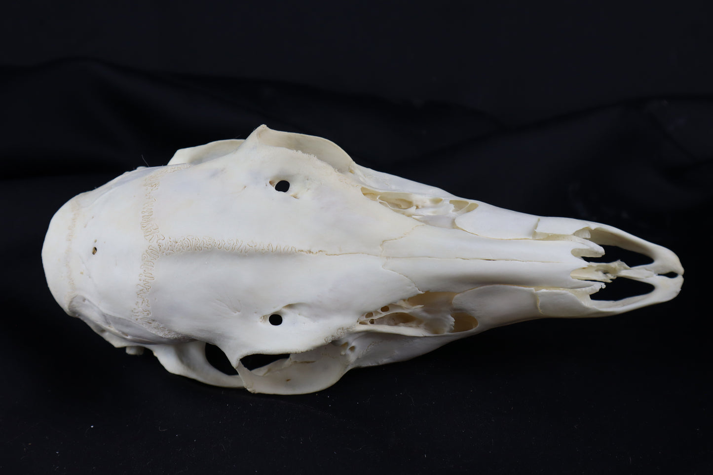 Whitetail Doe Skull