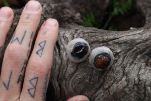 Dry Preserved Bobcat Eyeballs