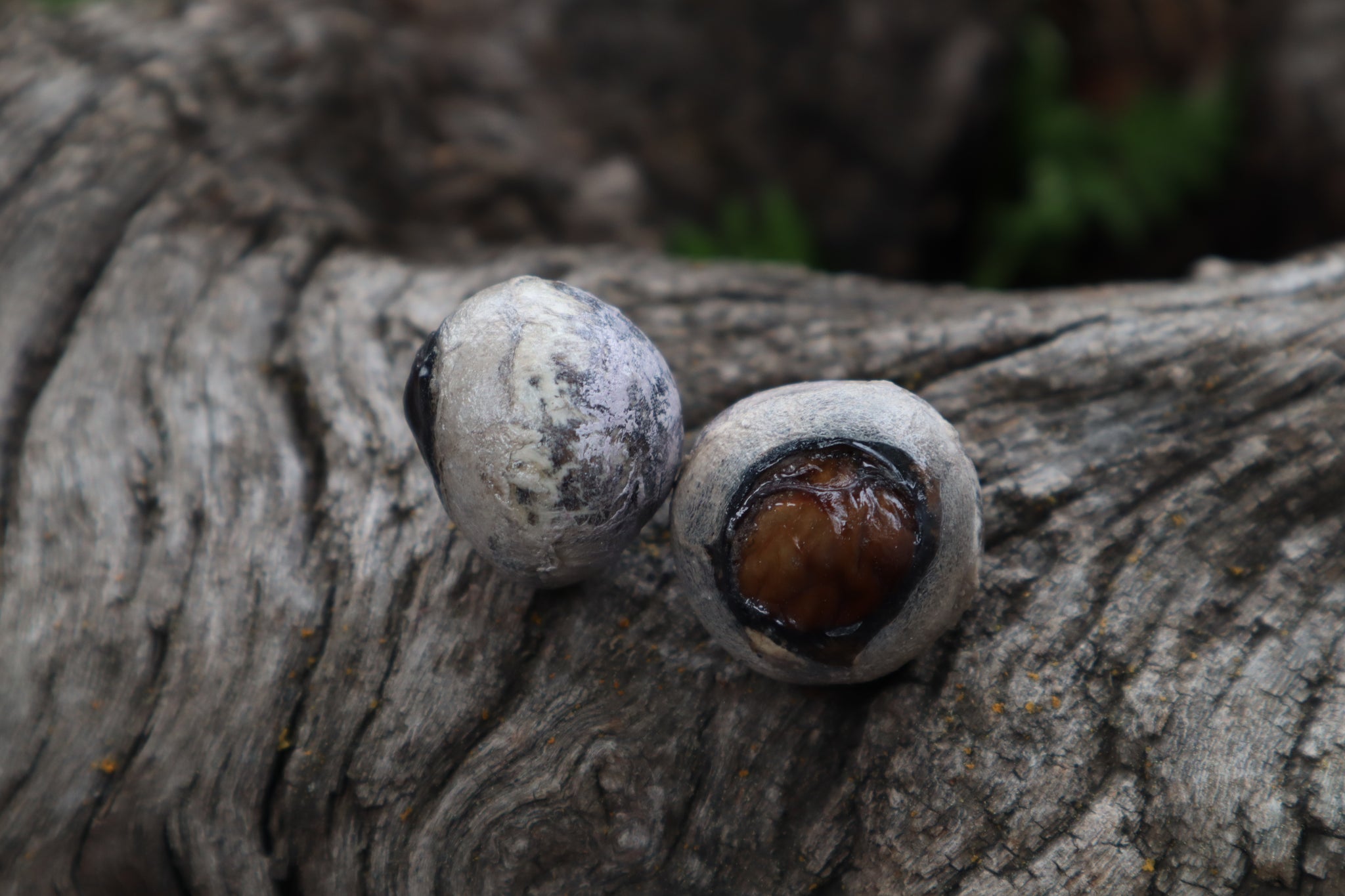 Dry Preserved Bobcat Eyeballs