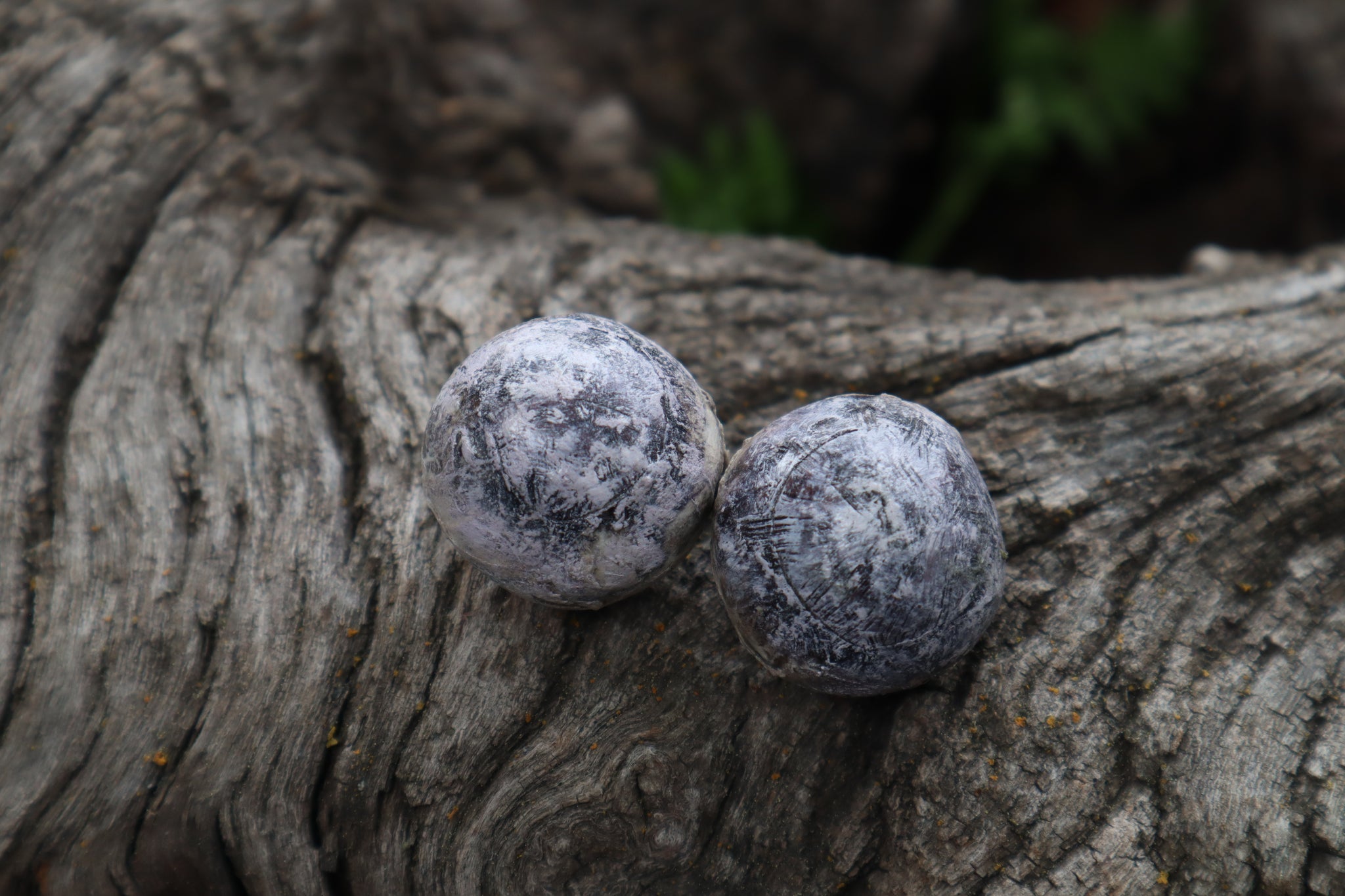 Dry Preserved Bobcat Eyeballs