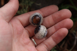 Dry Preserved Bobcat Eyeballs