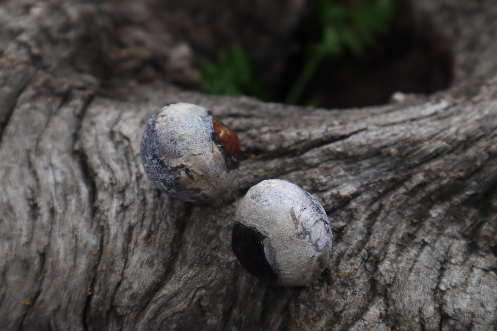 Dry Preserved Bobcat Eyeballs