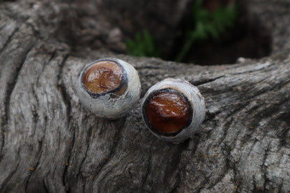 Dry Preserved Bobcat Eyeballs
