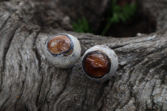 Dry Preserved Bobcat Eyeballs