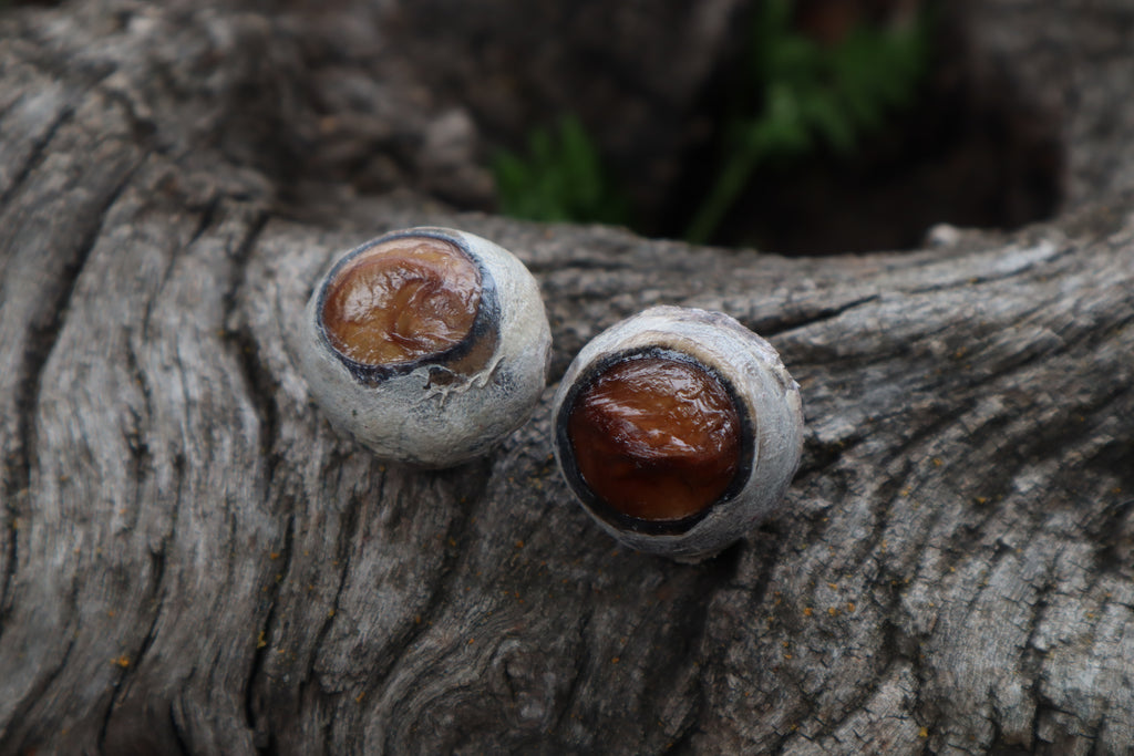 Dry Preserved Bobcat Eyeballs