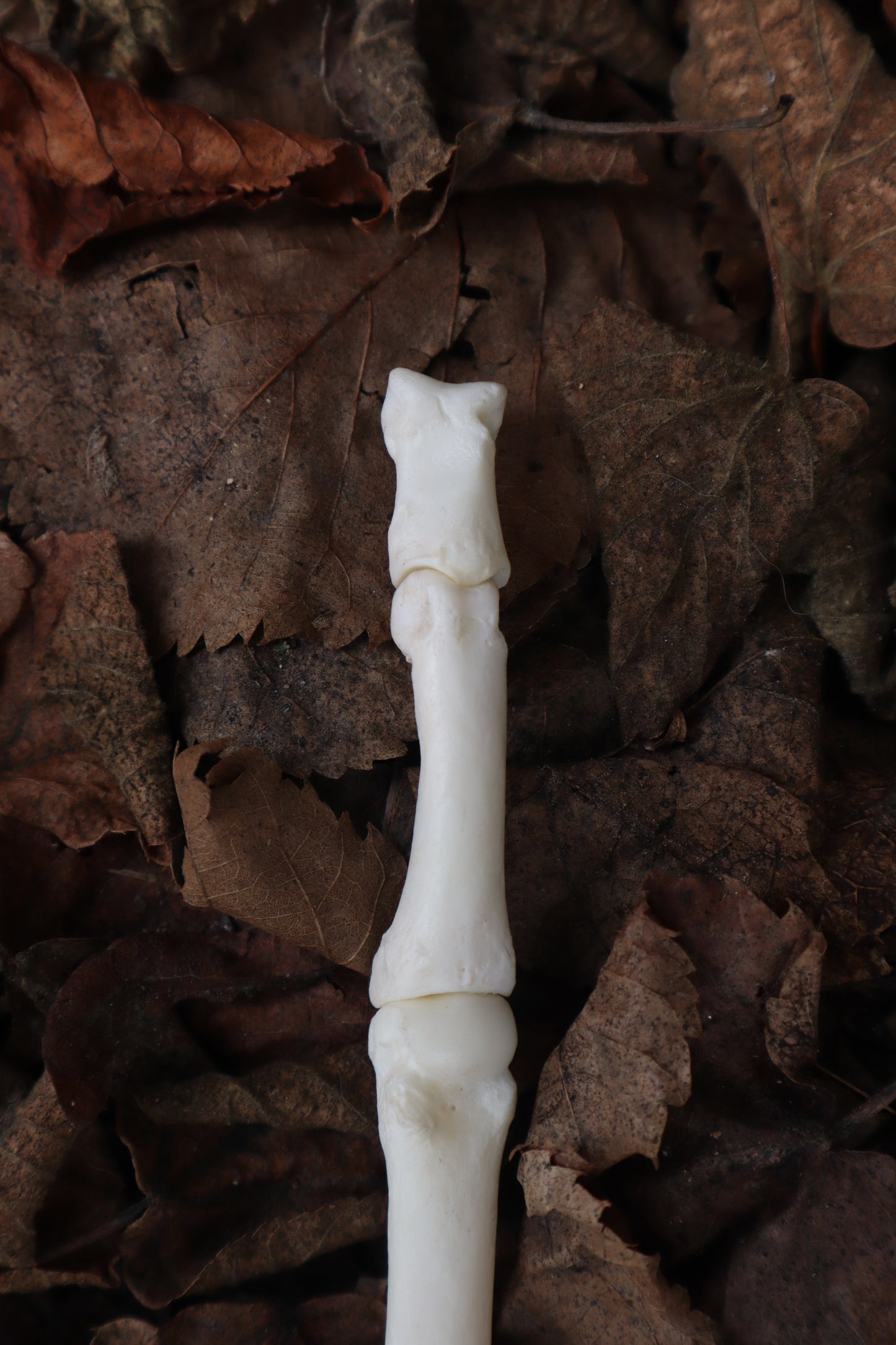 Gray Wolf Finger Articulation