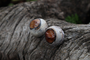 Dry Preserved Bobcat Eyeballs