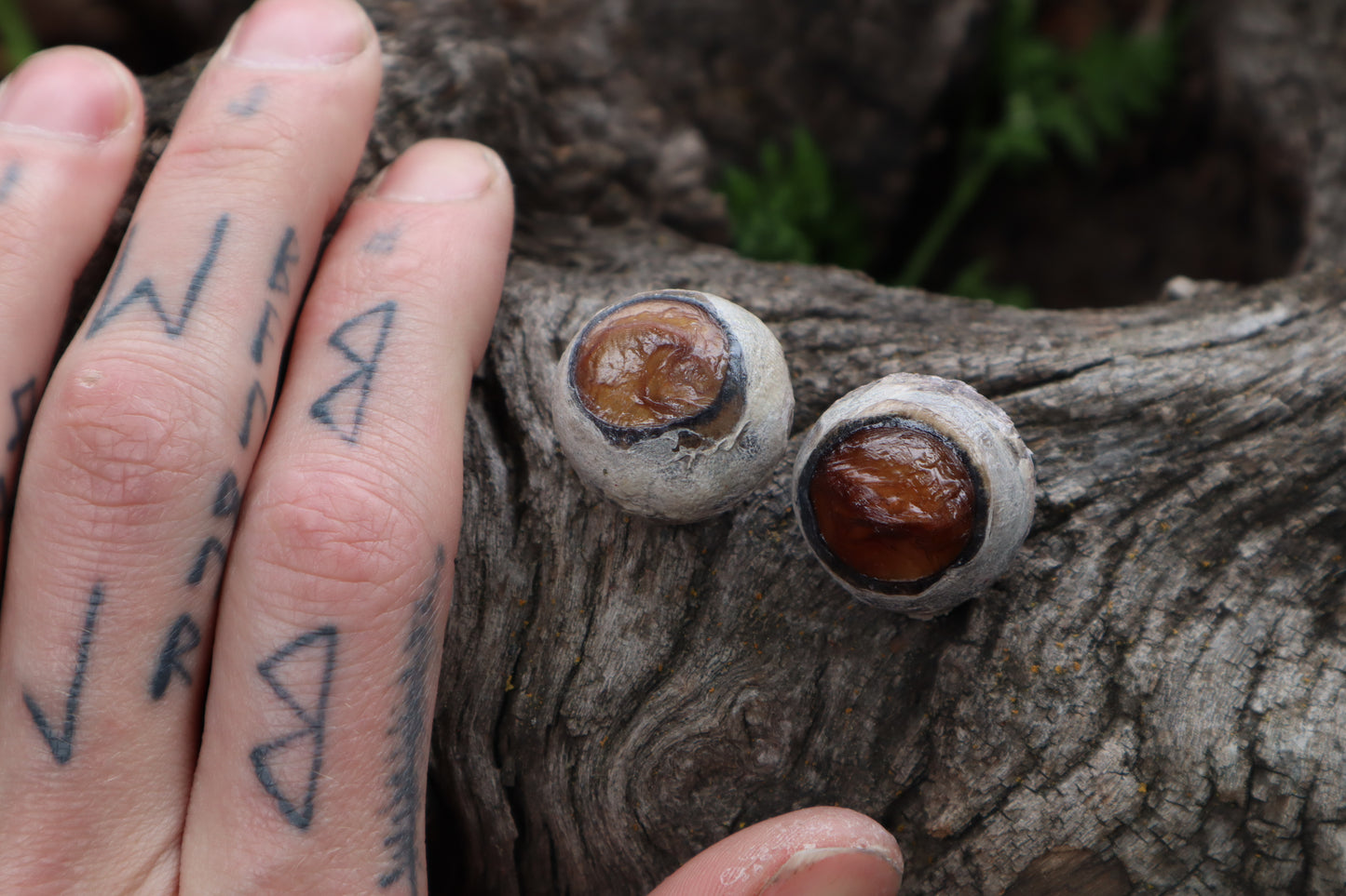 Dry Preserved Bobcat Eyeballs