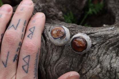 Dry Preserved Bobcat Eyeballs