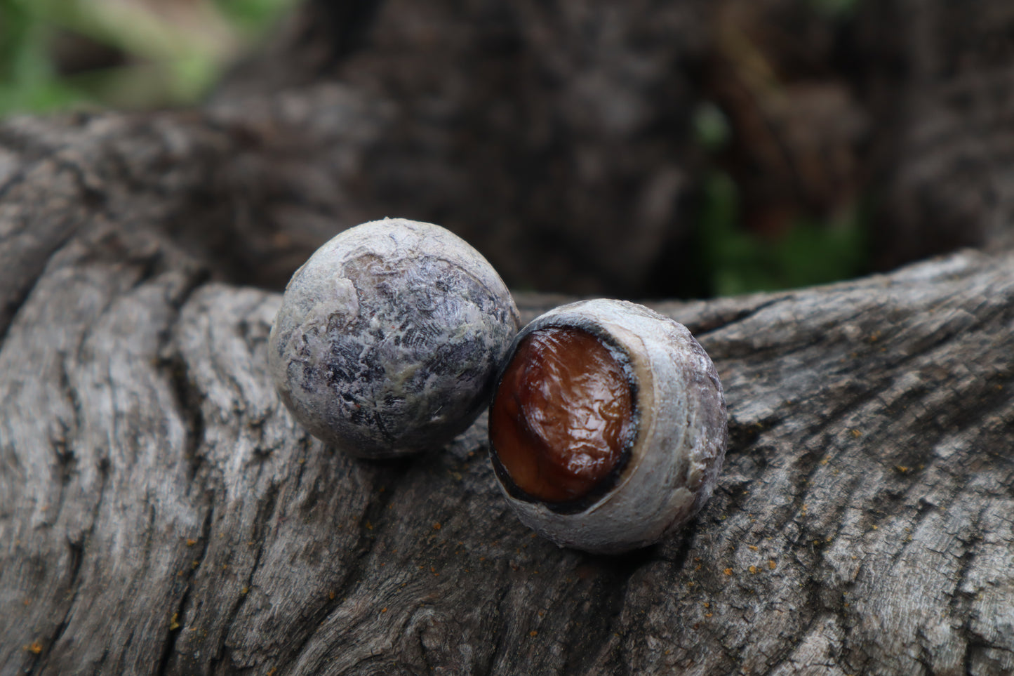 Dry Preserved Bobcat Eyeballs