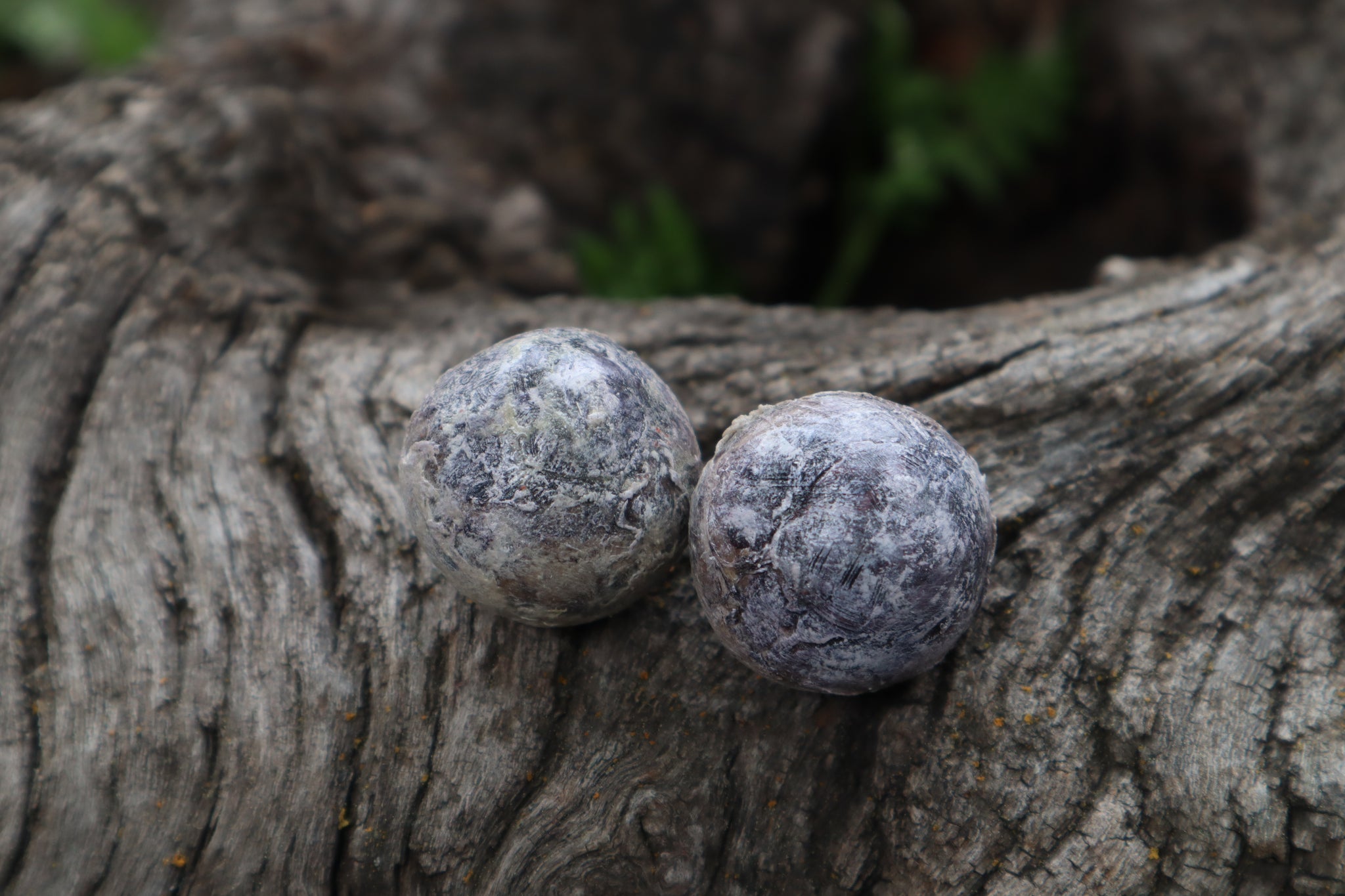 Dry Preserved Bobcat Eyeballs