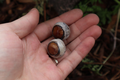 Dry Preserved Bobcat Eyeballs