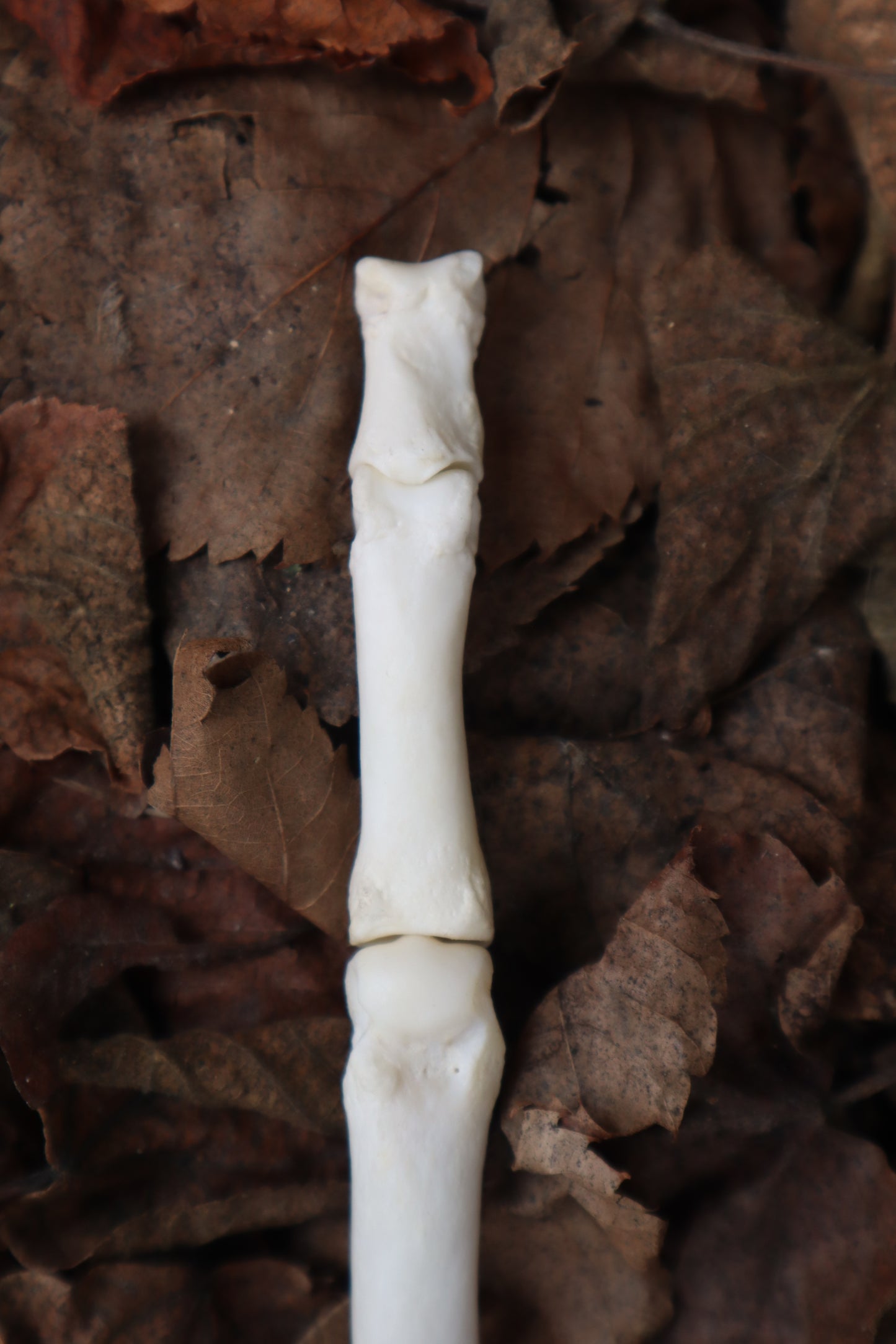 Gray Wolf Finger Articulation