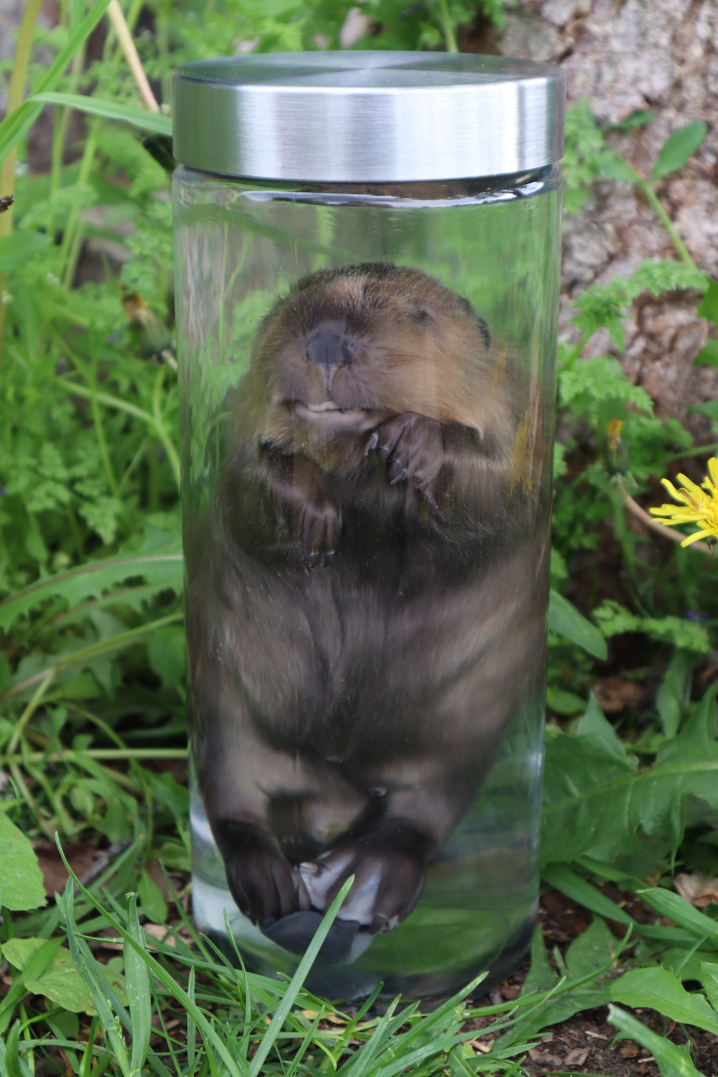 Baby Beaver Wet Specimen