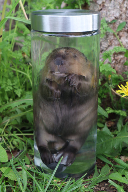 Baby Beaver Wet Specimen