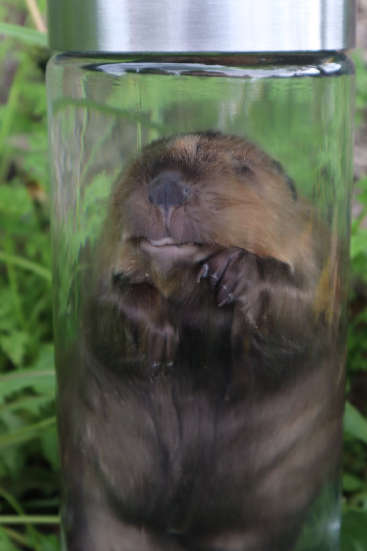 Baby Beaver Wet Specimen
