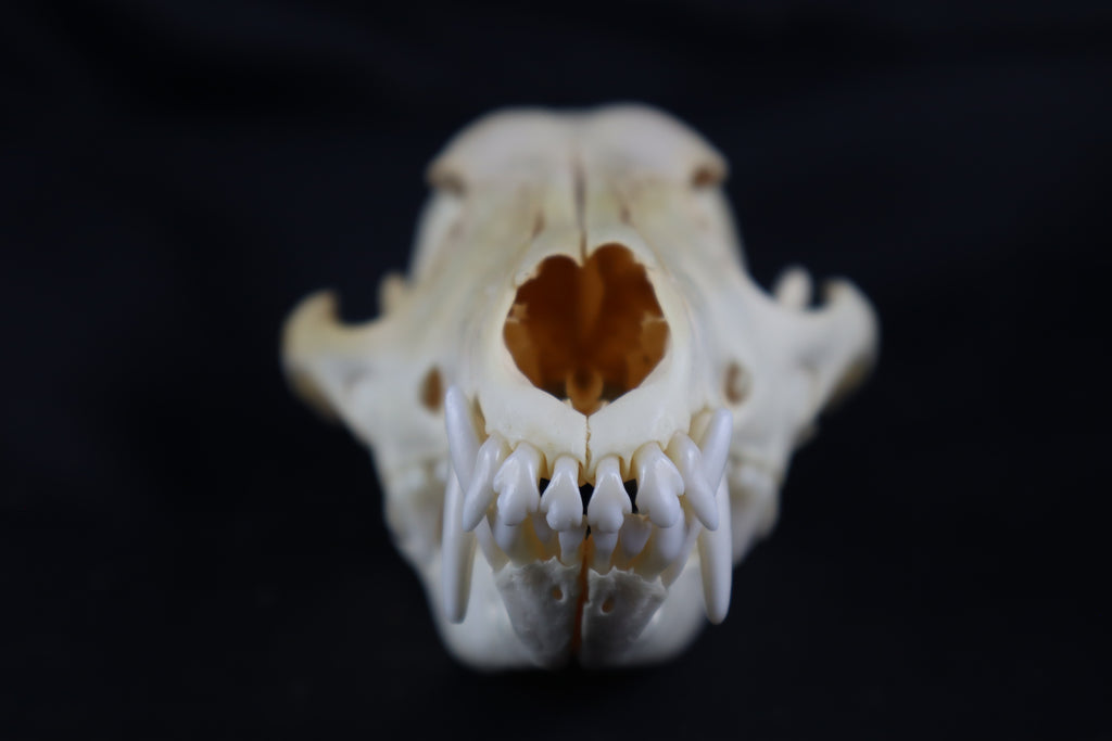 Coyote Skull