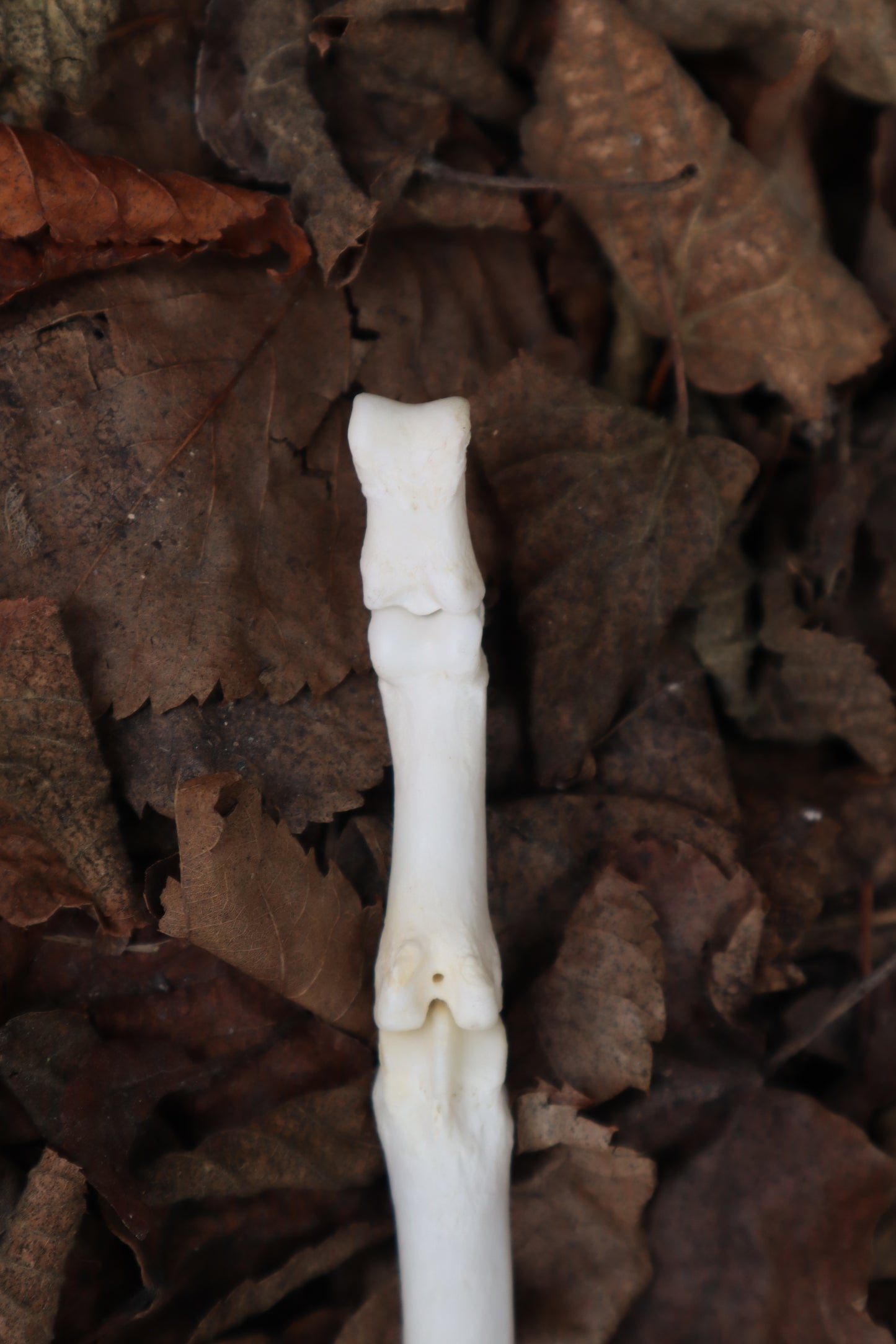Gray Wolf Finger Articulation