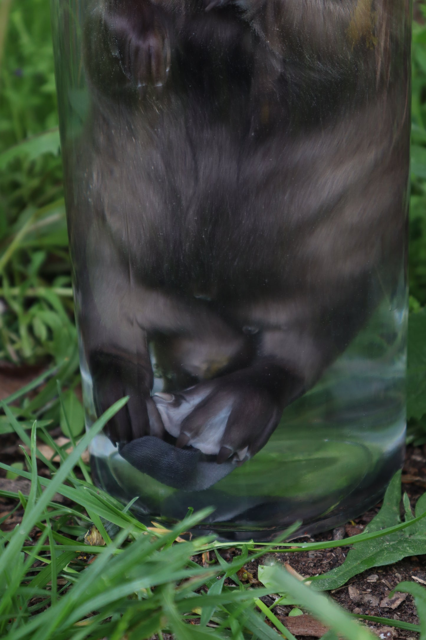 Baby Beaver Wet Specimen