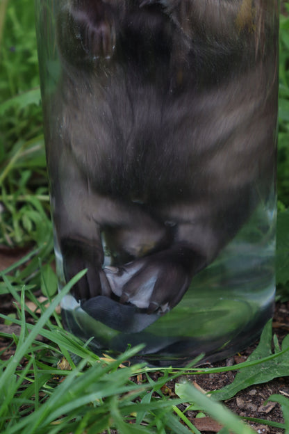 Baby Beaver Wet Specimen